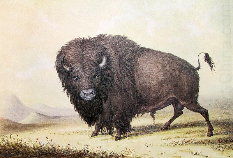 George Catlin Bull Buffalo, unknow artist